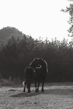 Jeunes chevaux se toilettant l'un l'autre | photographie de cheval | noir et blanc sur Laura Dijkslag