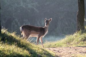 Damhirsche in der Morgendämmerung