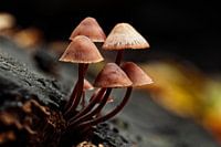 Fungal Coziness