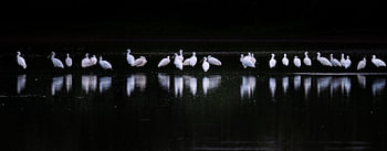 Spoonbills in the dark