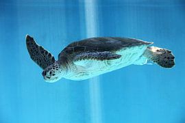 Zee schildpad onderwater by Aruba Paradise Photos