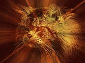 Stralend licht op een Main Coon kat van Leo Huijzer thumbnail