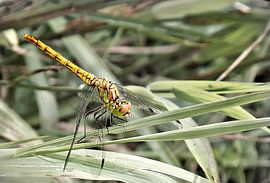 Li-Belle-Belle sur M de vries