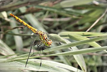 Li-Belle-Belle von M de vries