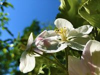 Apfelblüte