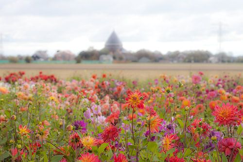 Champ de Dahliava avec vue sur la maison de Dever
