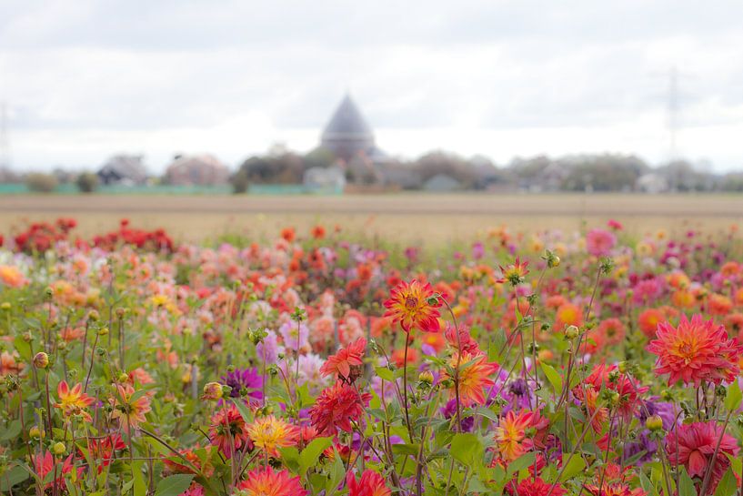 Dahliava field with view of Dever House by Cora Koning