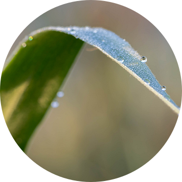 Glans van de ochtenddauw van Frederik lembreght