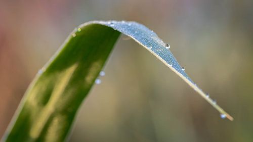 Glans van de ochtenddauw