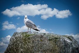 Seagull on a stone at the fjord in Norway by Martin Köbsch
