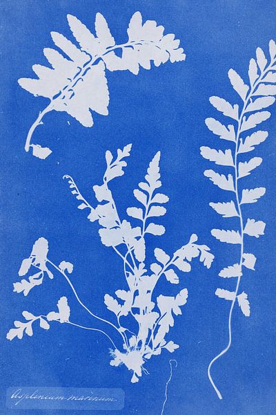 Anna Atkins -Seestreifenfarn von Walljar