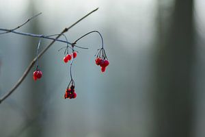 Wenig Rot in viel Grau
