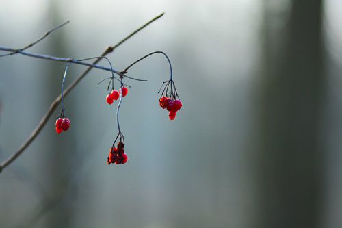 Un peu de rouge dans beaucoup de gris