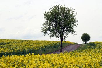 Koolzaadveld met bomen in de lente