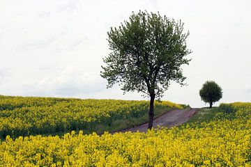 Champ de colza avec des arbres au printemps