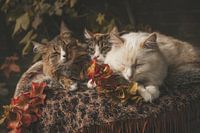 Autumn cats