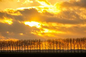 Sonnenlicht hinter den Wolken über einer Baumreihe