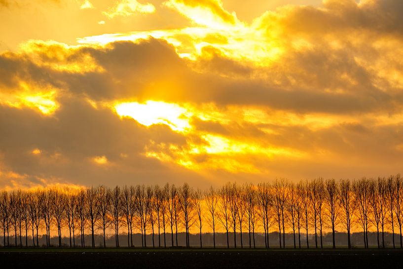 Zonlicht achter de wolken boven een rij bomen van Sjoerd van der Wal Fotografie