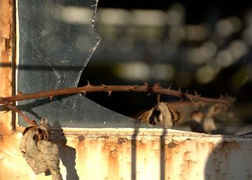 Fenster einer verlassenen Werkstatt von Zaankanteropavontuur