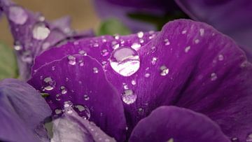 Oh no, it's raining again! by Jan van der Knaap