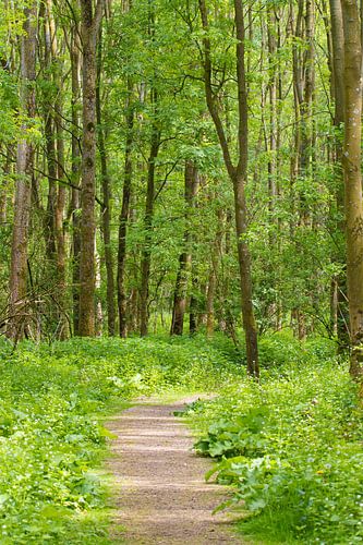 Green forest full of trees