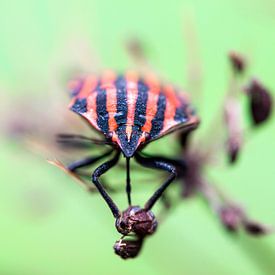 Stripe Bug van Andreas Bechinie von Lazan