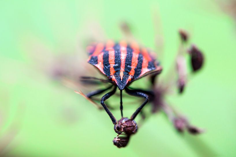Stripe Bug by Andreas Bechinie von Lazan