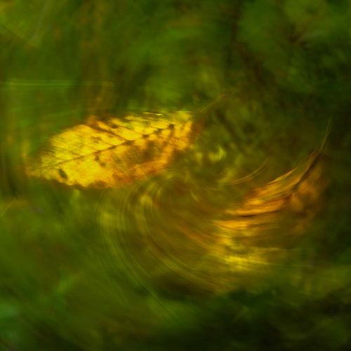 Two leaves fluttering in the wind by Lisette Rijkers
