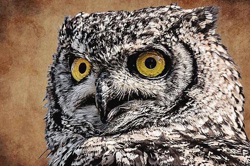 Damn those eyes / Portret van een uil