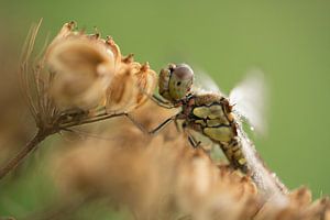 Libelle zwischen einer toten Blume von Moetwil en van Dijk - Fotografie