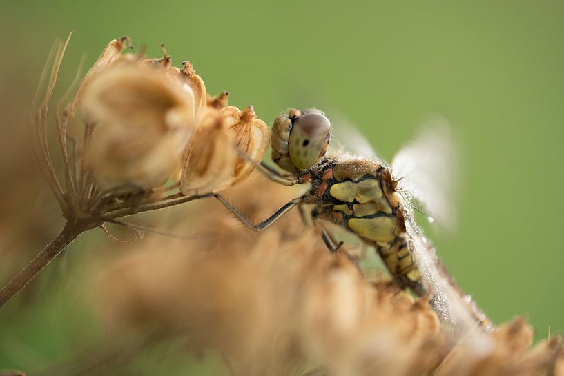 Dragonfly between a dead flower by Moetwil en van Dijk - Fotografie