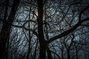 Zon verschuilt zich achter een boom