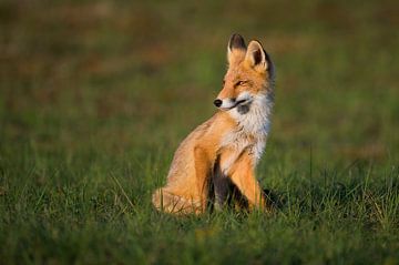 Lovely evening sun! by Koen Hoekemeijer