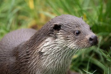 Breathtaking close up portrait head of a European Otter (lutra lutra) by Wildlife Designs