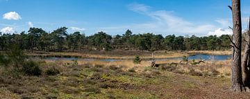 Panorama natuurlandschap Looierheide in Ottersum Nederland van Kristof Leffelaer