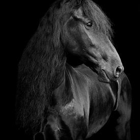 Friesian Horse Rixt by By Foto Joukje