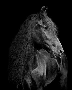 Fries Paard Rixt van By Foto Joukje
