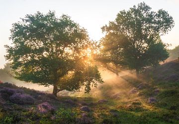 Zonneharpen op de posbank van Dennis Mulder