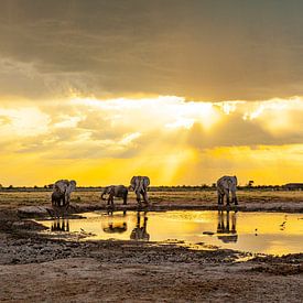 Les éléphants dans le delta de l'Okavango - Botswana sur Ursula Di Chito