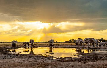 Olifanten in de Okavango Delta - Botswana van Ursula Di Chito