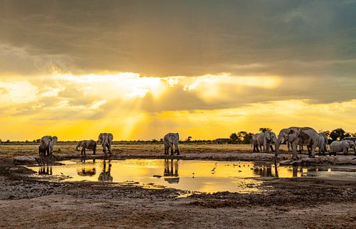 Elefanten im Okavango Delta - Botswana