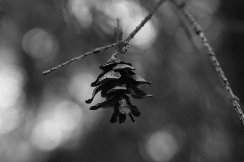 Hang in There! van Jessica Leyemberg
