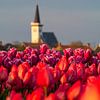 Tulpen op Texel van Mr White Takes Pictures