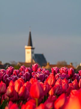 Tulpen op Texel van Martijn Wit