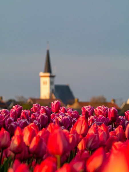 Tulips on Texel by Mr White Takes Pictures