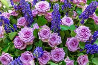 Strauß mit altrosa farbenen Rosen und dunkel blauem Rittersporn