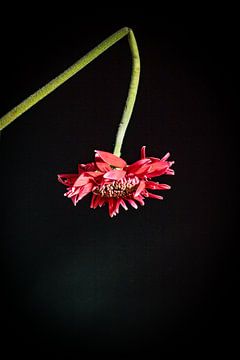a gerbera with a broken stem