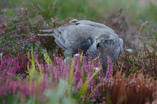 havik tussen de bloeiende heide