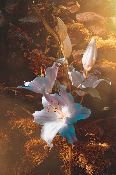 Zauberhafte  Lilien von Claudia Evans