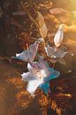 Zauberhafte  Lilien von Claudia Evans Miniaturansicht